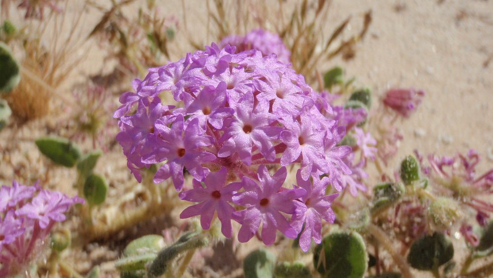 Desert sand verbena (Abronia villosa)
