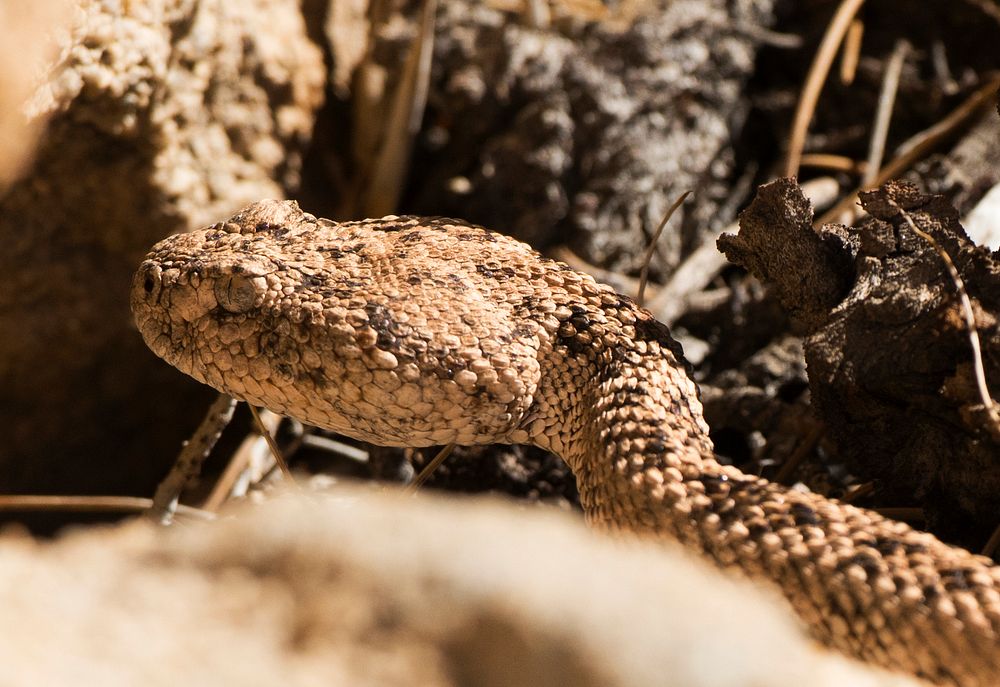 Speckled Rattlesnake