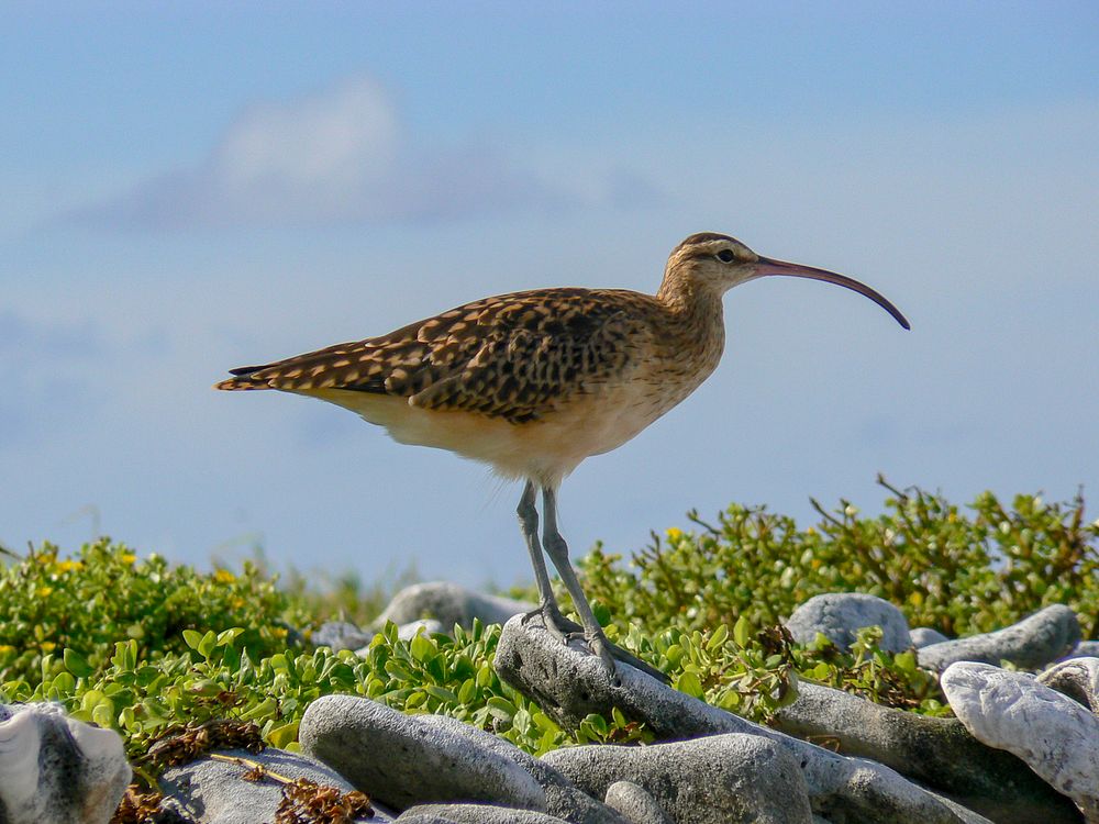 Bristle Thighed Curlew bird at Howland Island NWR