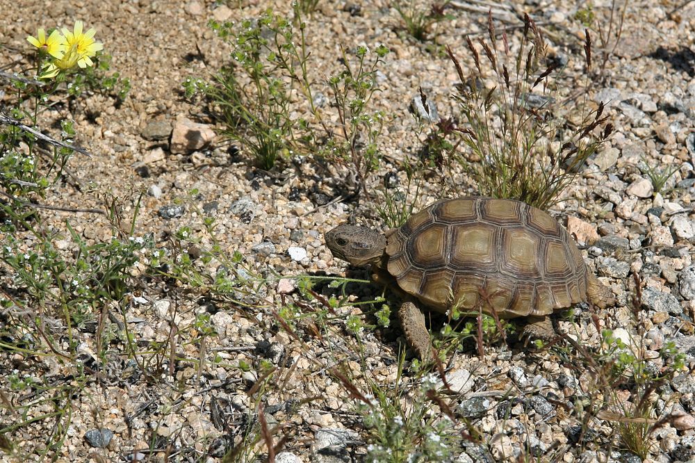 Young Desert Tortoise | Free Photo - rawpixel