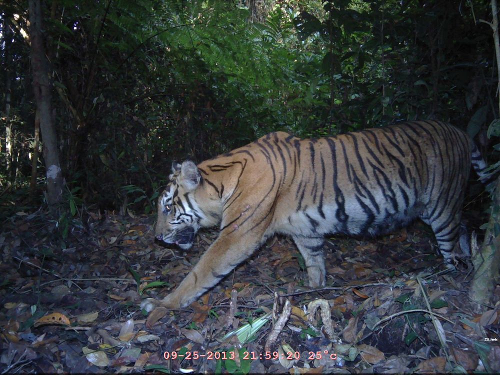 Raja Hutan, kekayaan keanekaragaman hayati IndonesiaSeekor harimau melewati camera trap yang dipasang oleh TFCA. Harimau…