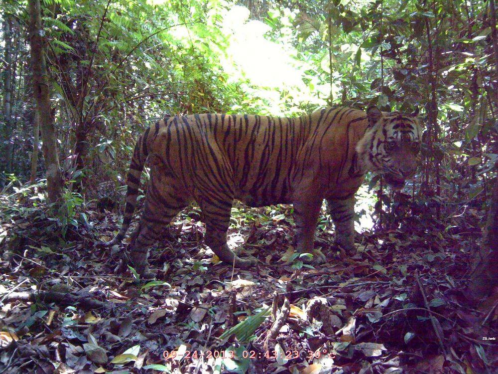 Raja Hutan, kekayaan keanekaragaman hayati IndonesiaSeekor harimau melewati camera trap yang dipasang oleh TFCA. Harimau…