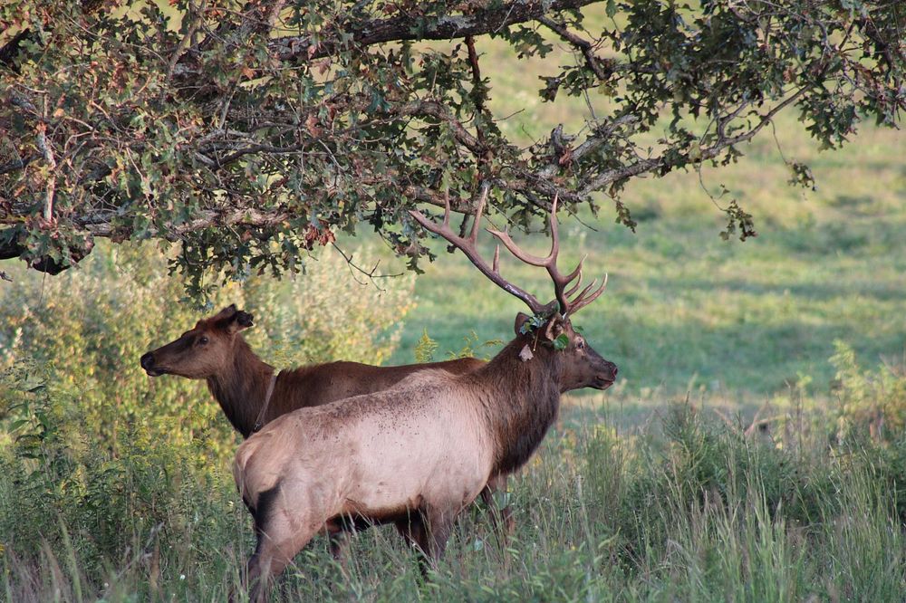 Elk & Bison Prairie at Land Between the Lakes National Recreation Area. Photo by Bugle Corps Volunteer Deborah Kimes.