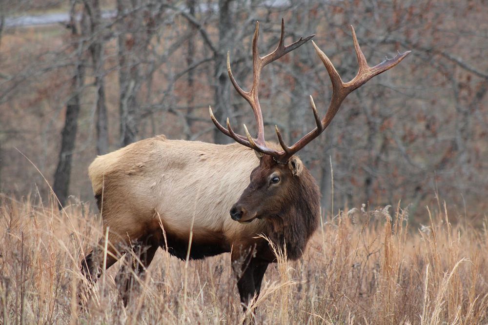 Elk & Bison Prairie at Land Between the Lakes National Recreation Area. Photo by Bugle Corps Volunteer Deborah Kimes.