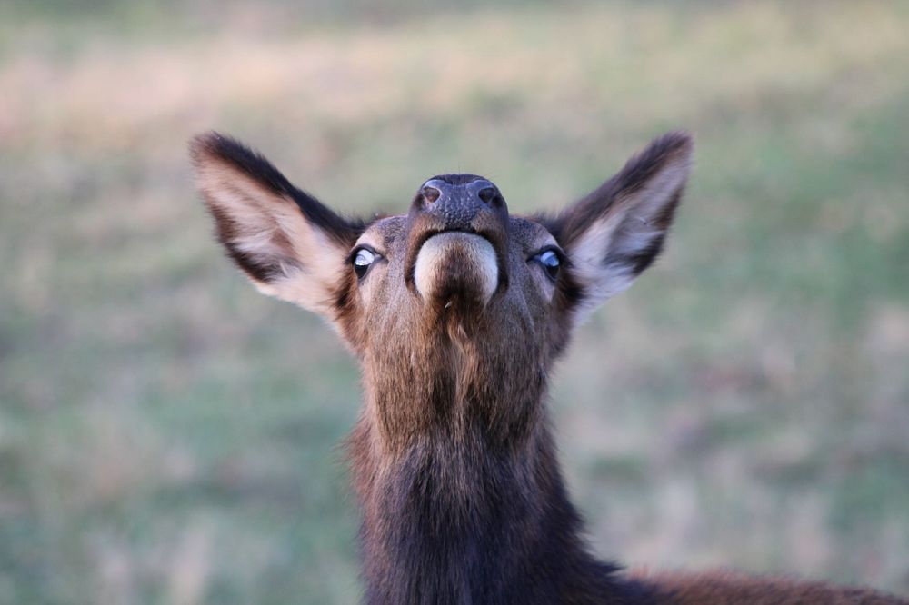 Elk face close up.