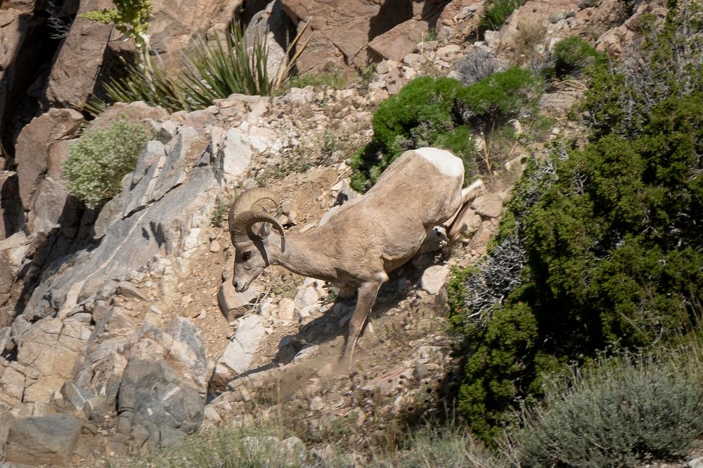 Desert Bighorn Sheep Ovis Candensis Free Photo Rawpixel