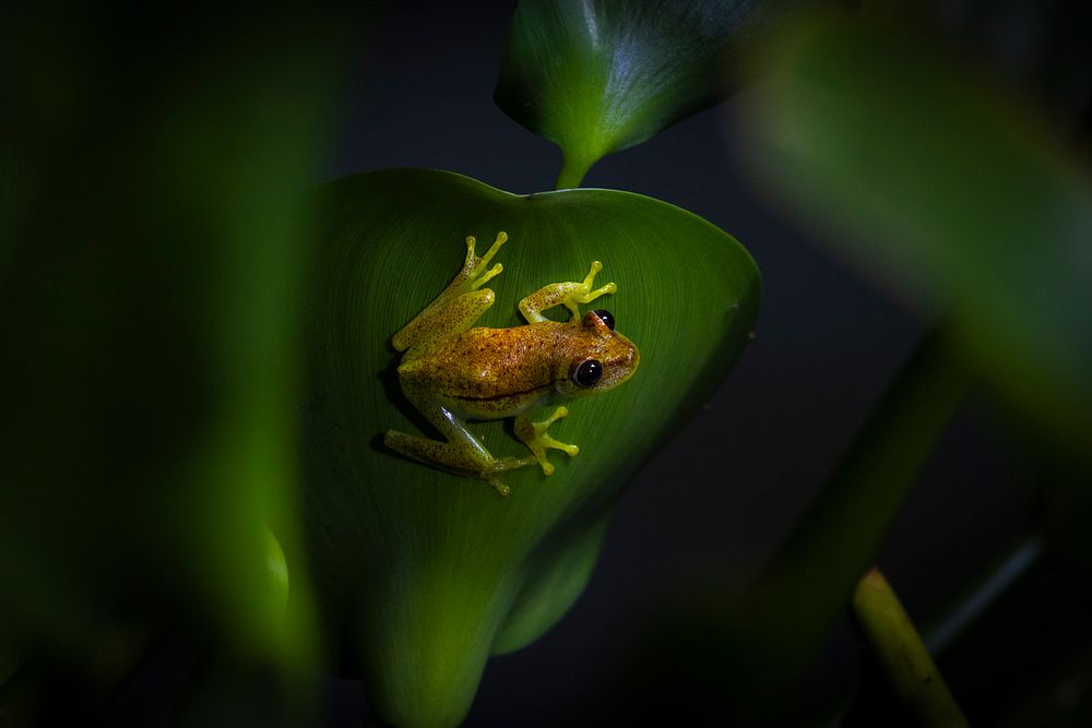 Polka-dot tree frog, Amazon wildlife. Original public domain image from Flickr