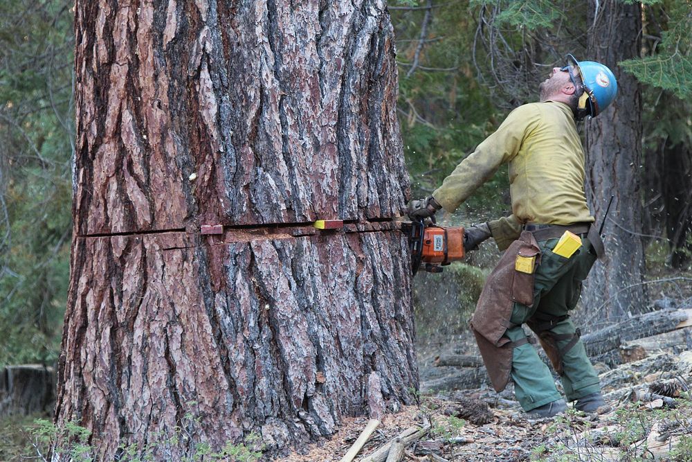 Back Cut, Plumas IHCA Plumas Hotshots in a back cut during hazard tree falling operations which were being performed during…