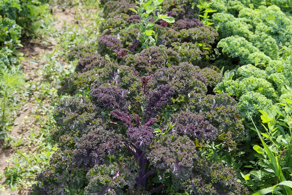 Kale grows in a field at Peaceful Belly Farm in Caldwell, Idaho on July 7, 2022. (NRCS photo by Carly Whitmore)