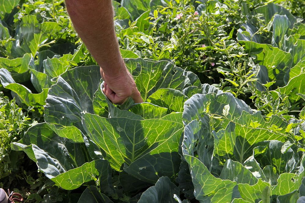 Head of lettuce, vegetable patch.