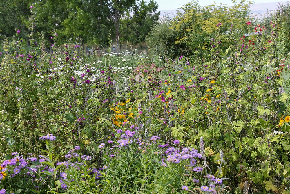 Flowers grow in a pollinator planting at Peaceful Belly Farm in Caldwell, Idaho on July 7, 2022. (NRCS photo by Carly…