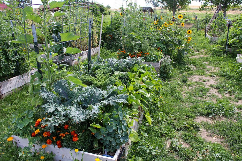 Community garden plot, vegetable patch.