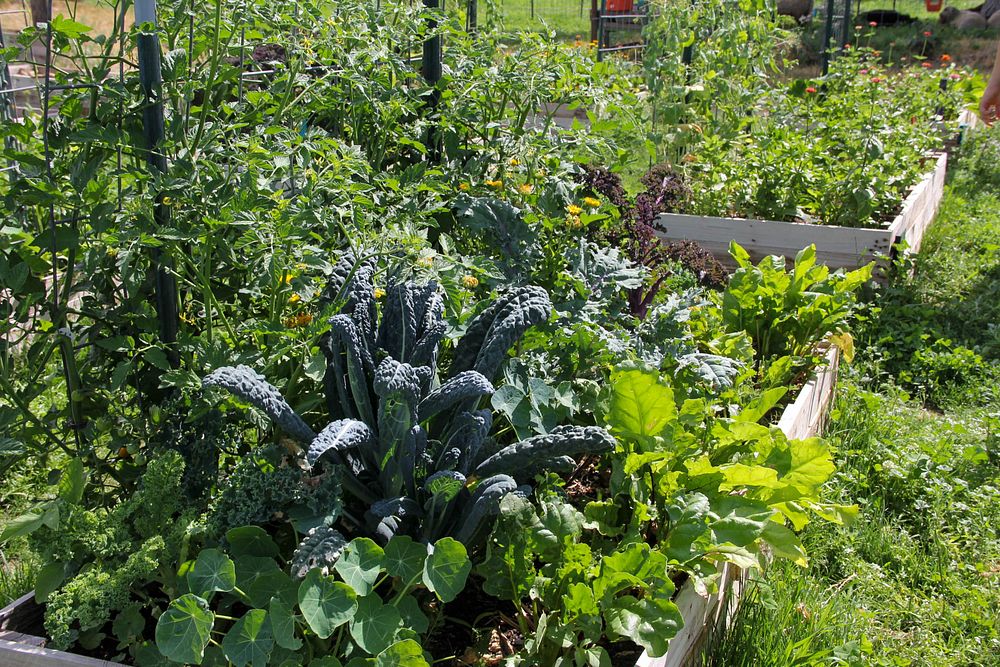 A community garden plot grows at Peaceful Belly Farm in Caldwell, Idaho on July 7, 2022. (NRCS photo by Carly Whitmore)