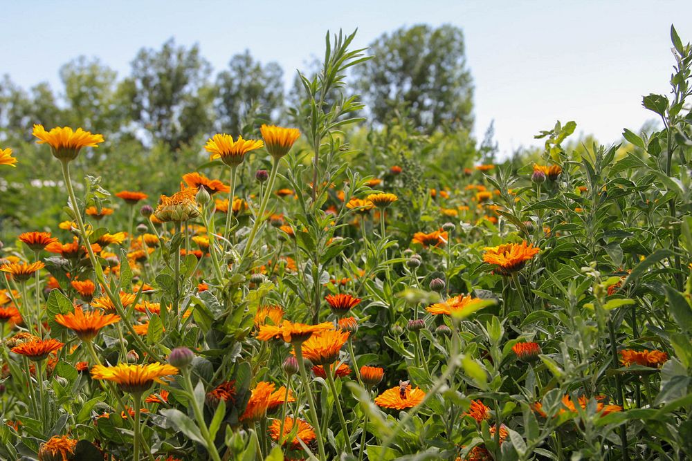 Flowers grow in a field as part of a pollinator planting at Peaceful Belly Farm in Caldwell, Idaho on July 7, 2022. Peaceful…