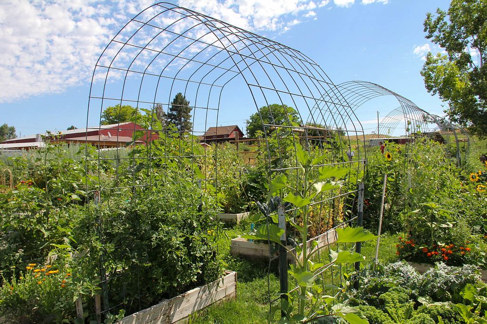 Community garden plot, vegetable patch.