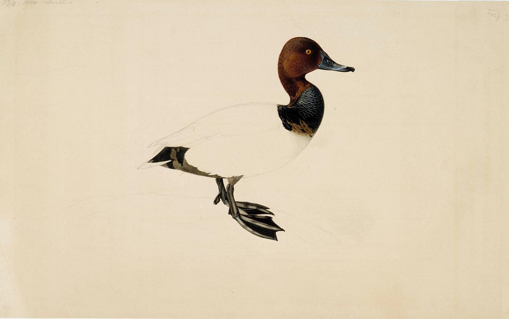 Common pochard, 1844, Wilhelm von Wright