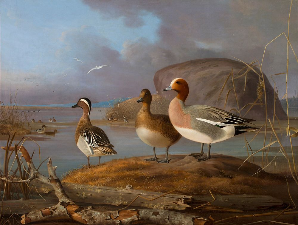 Pair of wigeons and a male teal, 1852, Magnus von Wright