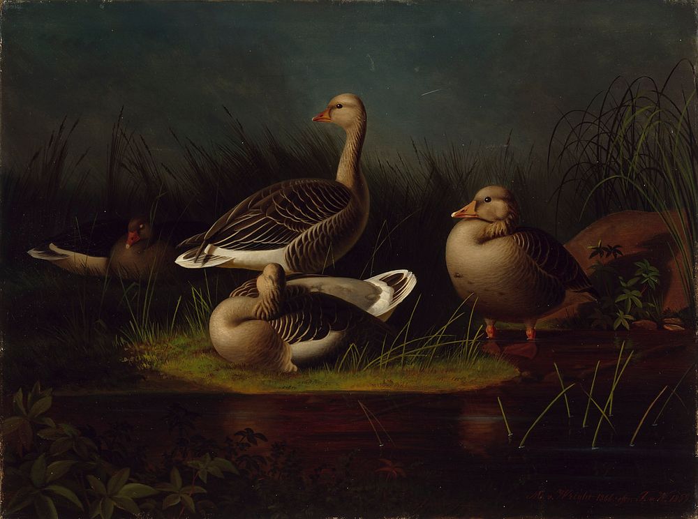 Greylag geese, copy after ferdinand von wright, 1866, Magnus von Wright