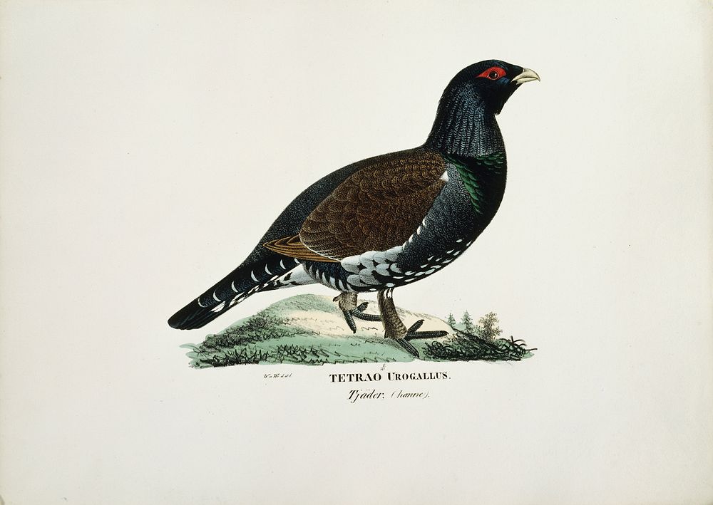 Male capercaillie, 1828 - 1838, Wilhelm von Wright
