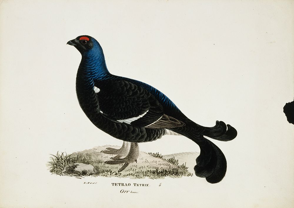 Black grouse, male, 1828 - 1838, Magnus Von Wright
