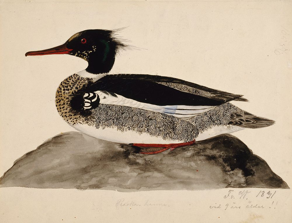 Red-breasted merganser, male, 1831, by Ferdinand von Wright