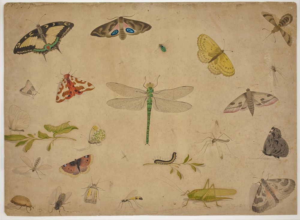 26 insects by Pieter Holsteijn