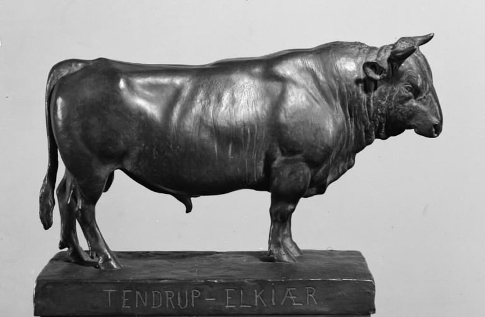 A Jutland bull