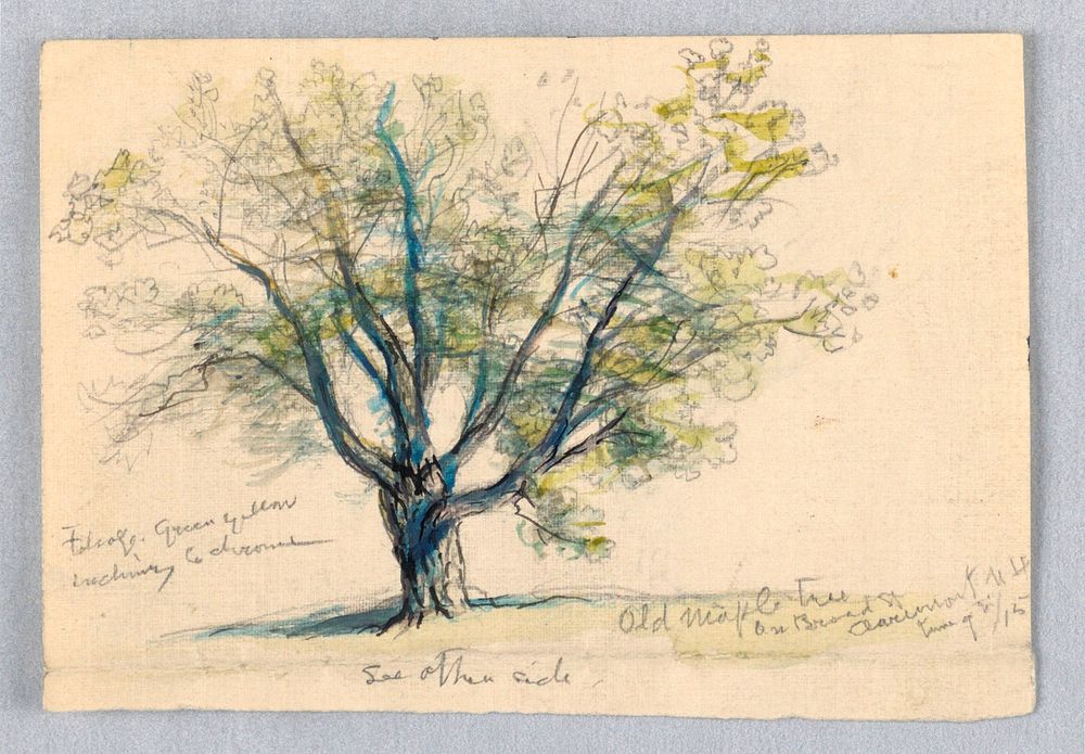Sketch, Maple Tree, Samuel Colman