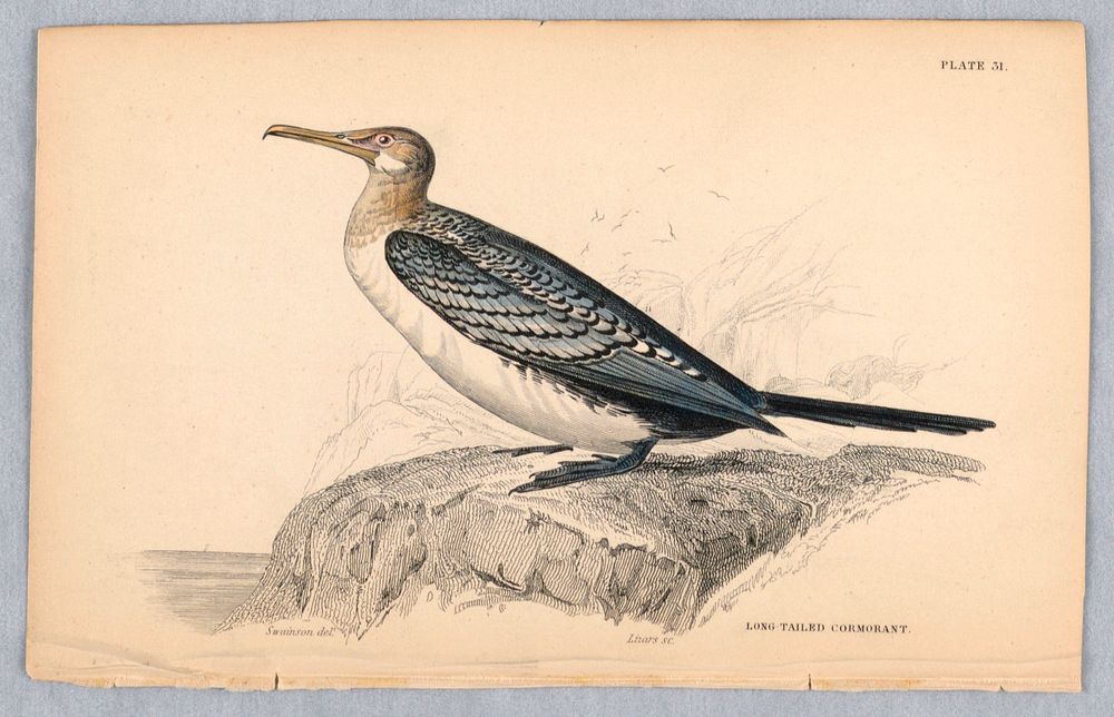 Long-Tailed Cormorant, Plate 31 from Birds of Western Africa, William Home Lizars