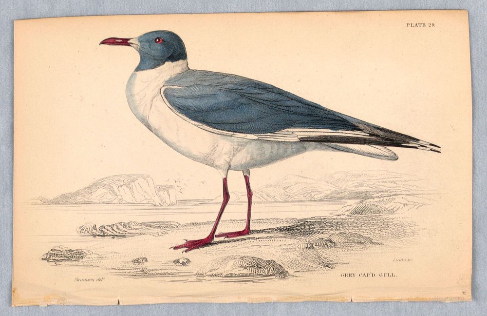 Grey Cap'd Gull, Plate 29 from Birds of Western Africa, William Home Lizars