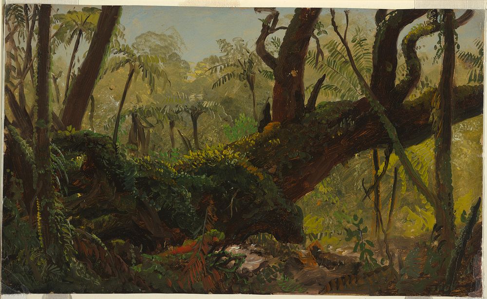Rain Forest, Jamaica, Frederic Edwin Church