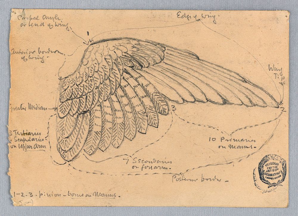 Study of a Wing, Francis Augustus Lathrop