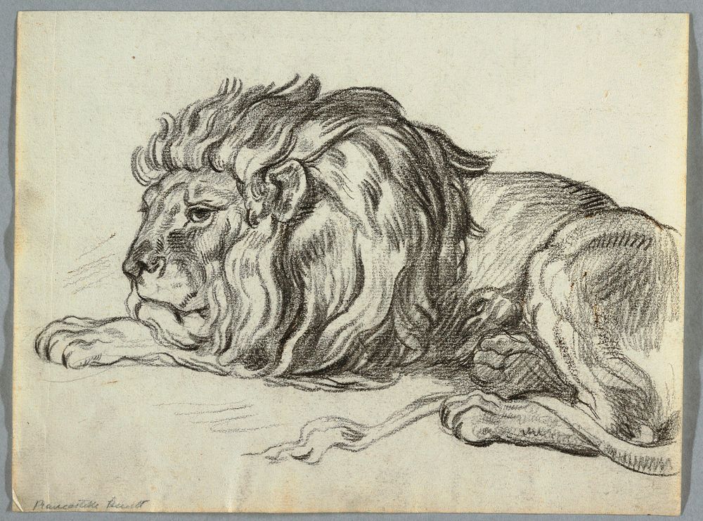 Study of a Lion