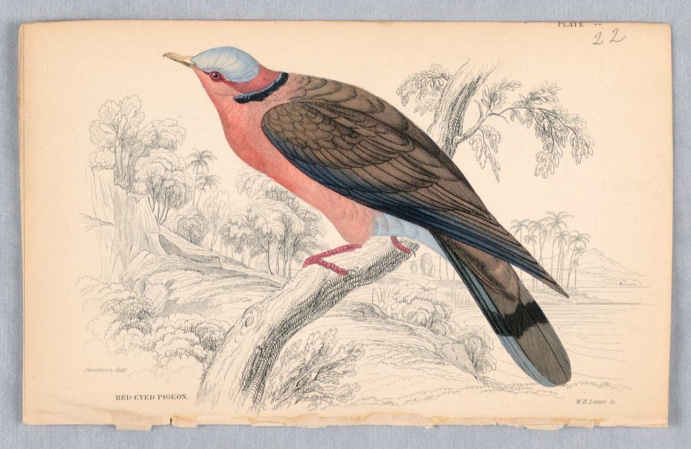 Red-Eyed Pigeon, Plate 22 from Birds of Western Africa, William Home Lizars