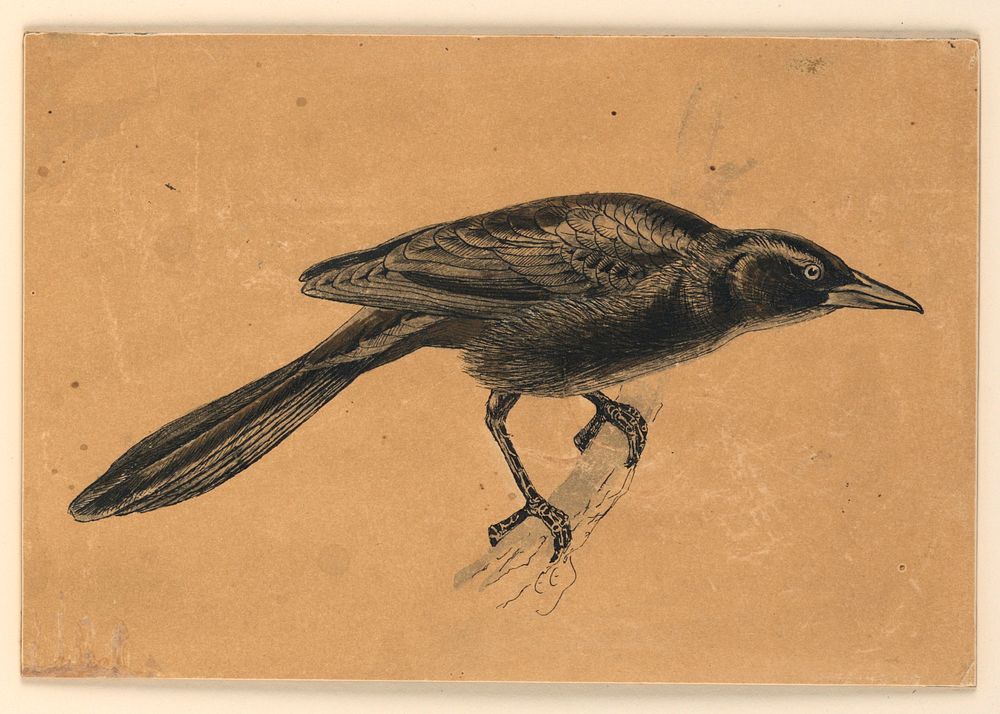 The Crackle, or Crow-Blackbird, Ernest Thompson Seton