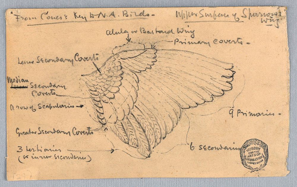 Study of a Sparrow's Wing, Francis Augustus Lathrop