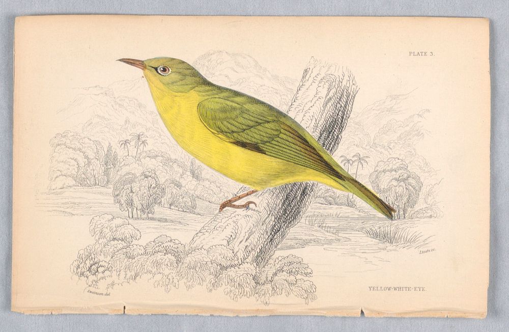 Yelllow White-Eye, Plate 3 from Birds of Western Africa, William Home Lizars