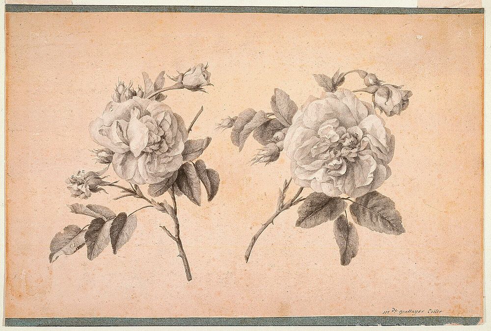 Study of Two Roses, Anne Vallayercoster