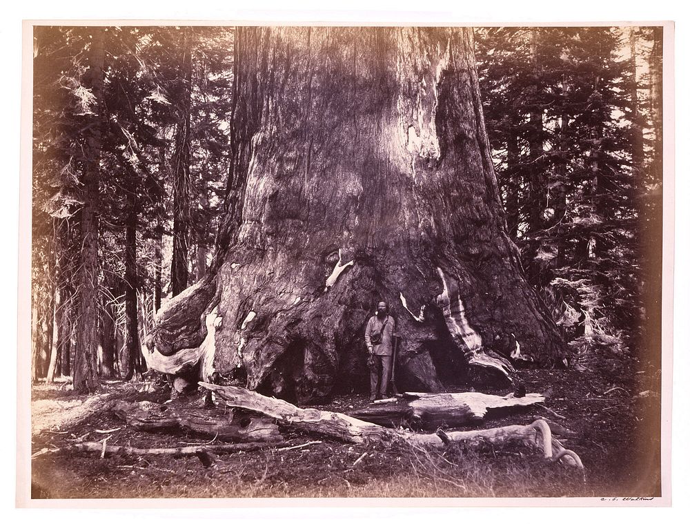 Mariposa Grove, Grizzly Giant, Yosemite