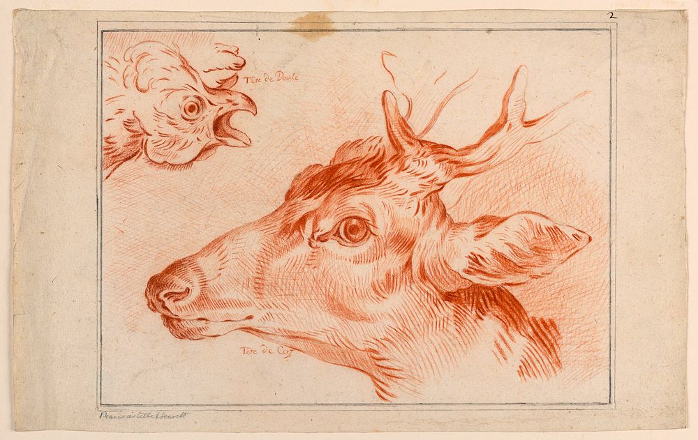 Study of the Heads of a Chicken and Stag