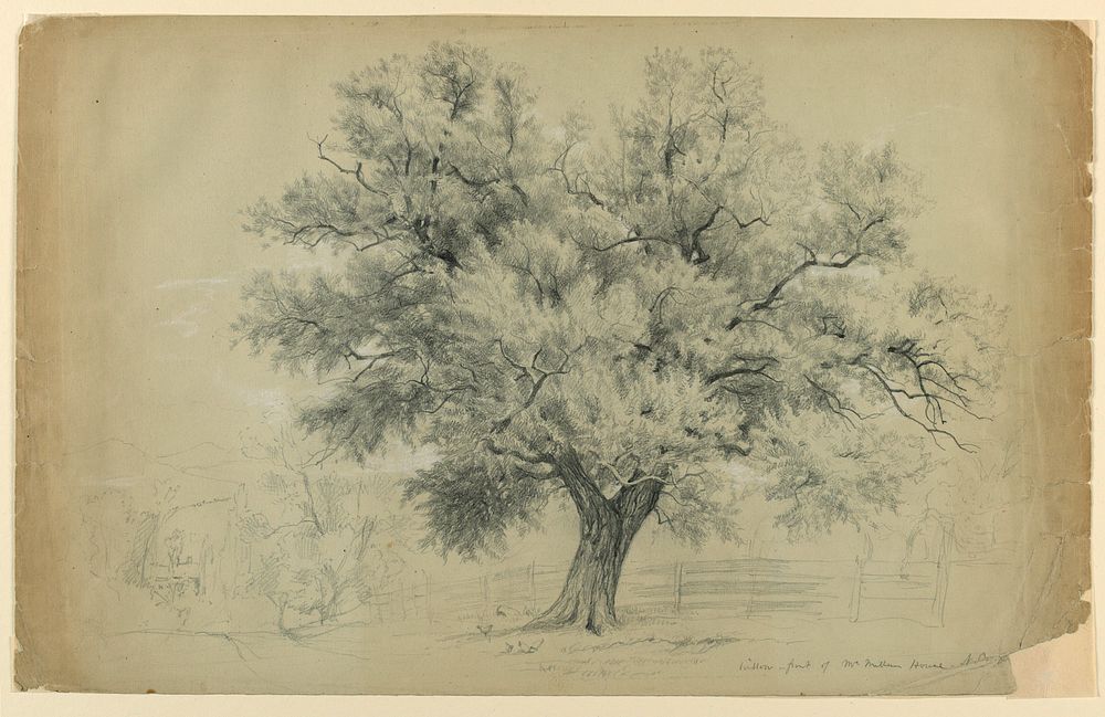 Study of a Willow, North Conway, New Hampshire, Daniel Huntington