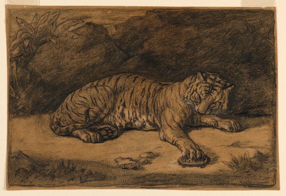 A Tiger and A Tortoise