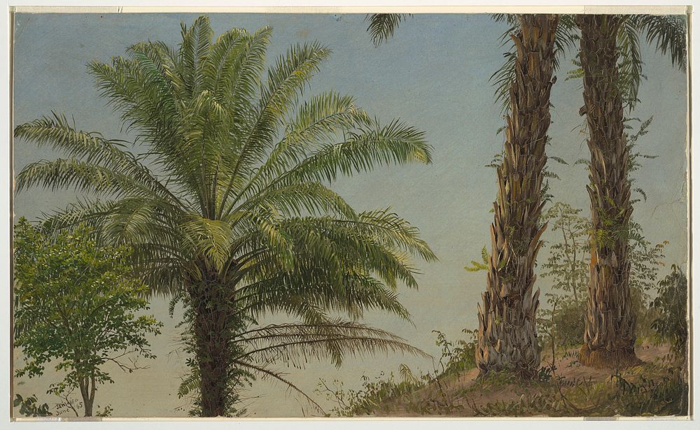 Palm Trees, Jamaica, Frederic Edwin Church
