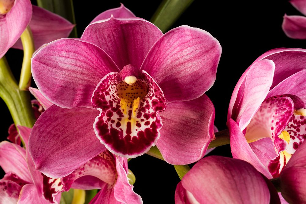 Cymbidium (Cabernet × Candy Floss)