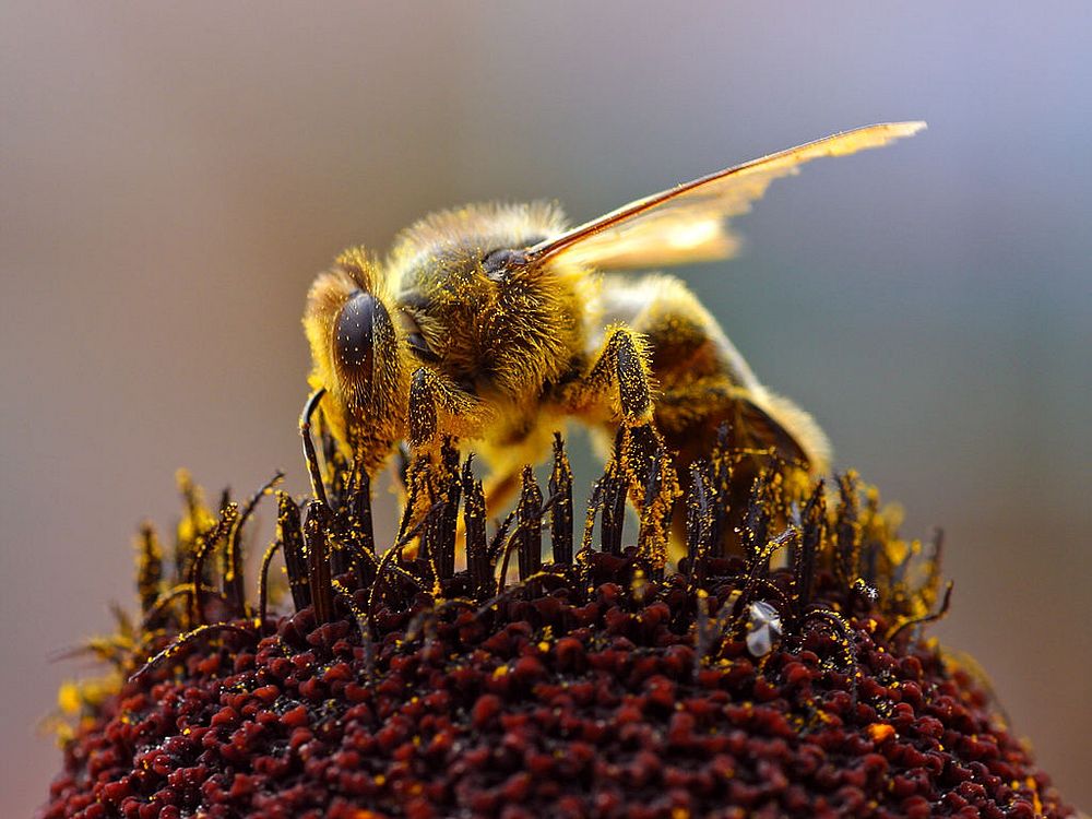 Bee collecting pollen at the Del Mar fairgrounds