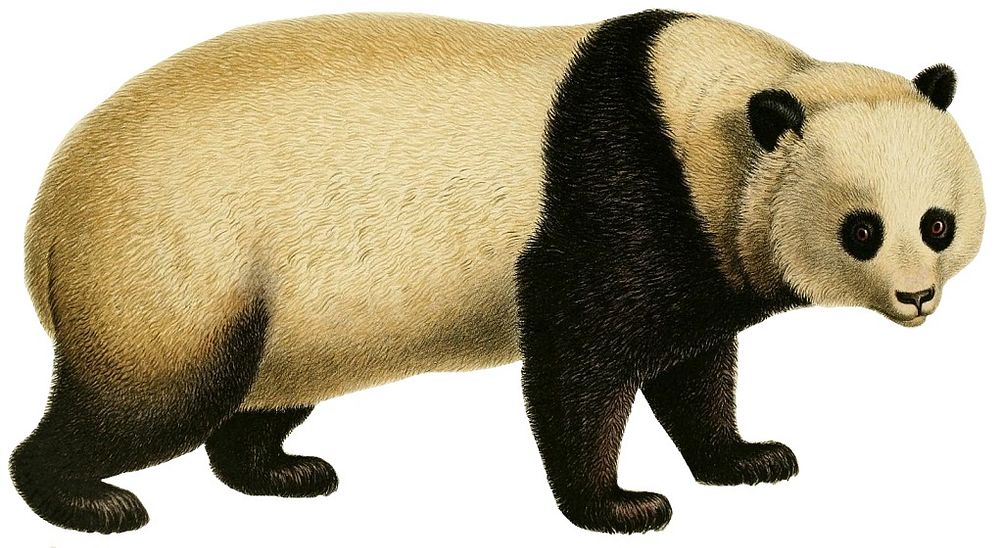 Panda bear (1868-1874) by Iconographia Zoologica.