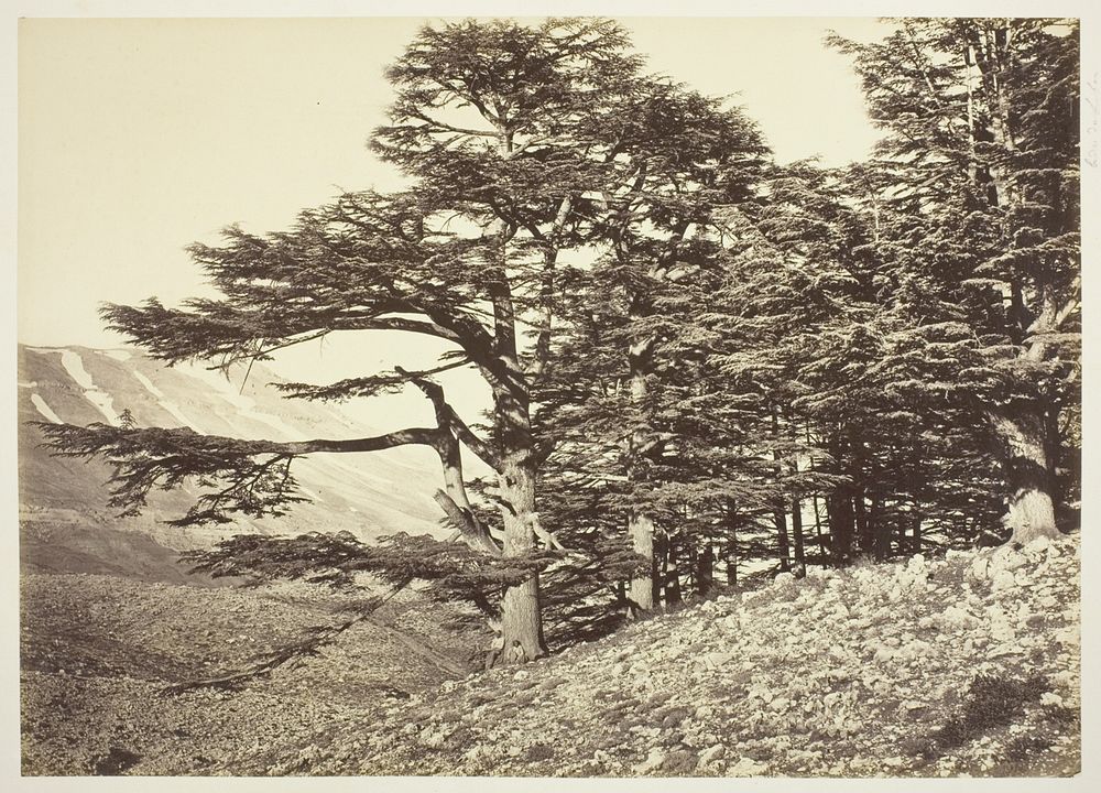 Cedars of Lebanon by Félix Bonfils