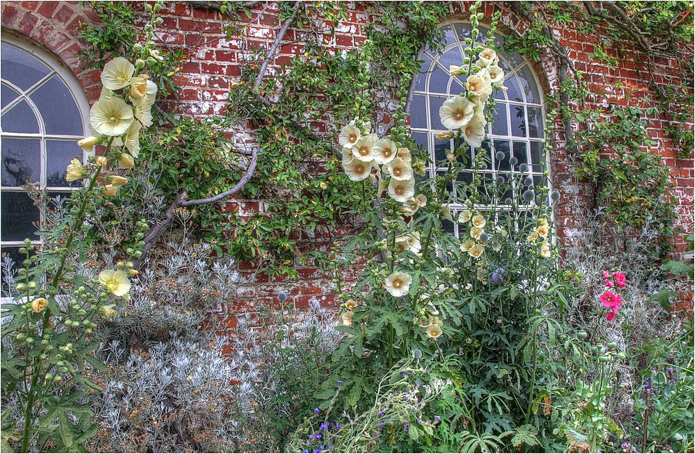 show me pictures of hollyhocks