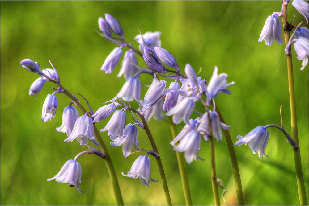 Bluebells pastel wildflower, spring blooming.