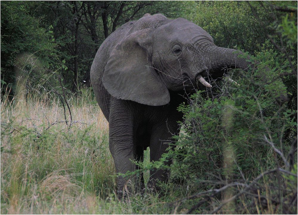 African elephant, mammal wild animal.
